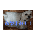 マルチーズのこじろーさん（個別スタンプ：3）