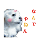 マルチーズのこじろーさん（個別スタンプ：10）