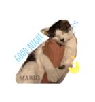 mario1（個別スタンプ：2）