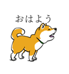 汎用 犬スタンプ（個別スタンプ：38）