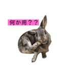 ウサギちゃんスタンプ（ ・ x ・ ）（個別スタンプ：1）