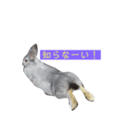 ウサギちゃんスタンプ（ ・ x ・ ）（個別スタンプ：4）