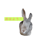 ウサギちゃんスタンプ（ ・ x ・ ）（個別スタンプ：5）