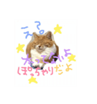 ヌコの日常…ロッケンロー（個別スタンプ：1）