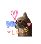 ヌコの日常…ロッケンロー（個別スタンプ：3）