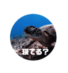 海へお誘いスタンプ（個別スタンプ：10）