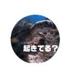 海へお誘いスタンプ（個別スタンプ：11）