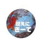海へお誘いスタンプ（個別スタンプ：13）