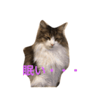 cat's sticker factory3（個別スタンプ：1）