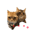cat's sticker factory3（個別スタンプ：2）