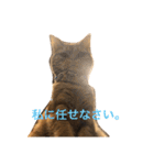 cat's sticker factory3（個別スタンプ：3）