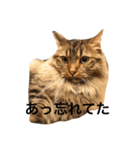 cat's sticker factory3（個別スタンプ：5）