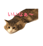 cat's sticker factory3（個別スタンプ：6）
