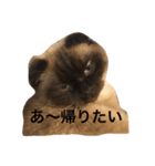 cat's sticker factory3（個別スタンプ：9）