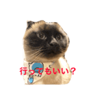 cat's sticker factory3（個別スタンプ：10）