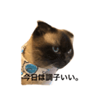 cat's sticker factory3（個別スタンプ：11）