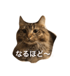 cat's sticker factory3（個別スタンプ：13）