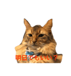 cat's sticker factory3（個別スタンプ：15）