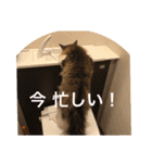 cat's sticker factory3（個別スタンプ：16）