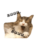 cat's sticker factory3（個別スタンプ：17）