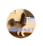 cat's sticker factory3（個別スタンプ：21）