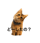 cat's sticker factory3（個別スタンプ：22）