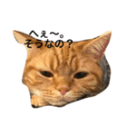 cat's sticker factory3（個別スタンプ：23）