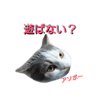haku nyan04（個別スタンプ：1）