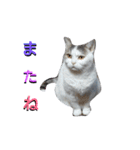 haku nyan04（個別スタンプ：4）