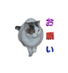 haku nyan04（個別スタンプ：5）