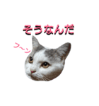 haku nyan04（個別スタンプ：6）