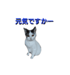 haku nyan04（個別スタンプ：7）