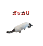 haku nyan04（個別スタンプ：8）