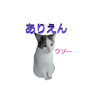 haku nyan04（個別スタンプ：9）
