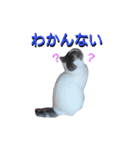 haku nyan04（個別スタンプ：10）