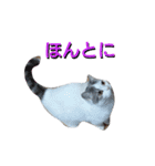 haku nyan04（個別スタンプ：11）
