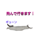 haku nyan04（個別スタンプ：12）