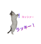 haku nyan04（個別スタンプ：13）