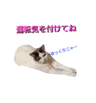 haku nyan04（個別スタンプ：14）
