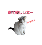 haku nyan04（個別スタンプ：17）