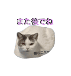 haku nyan04（個別スタンプ：20）