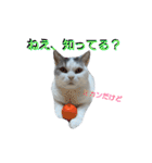 haku nyan04（個別スタンプ：21）