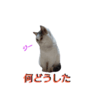 haku nyan04（個別スタンプ：23）