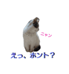 haku nyan04（個別スタンプ：24）