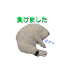 haku nyan04（個別スタンプ：26）
