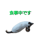 haku nyan04（個別スタンプ：31）