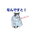 haku nyan04（個別スタンプ：32）