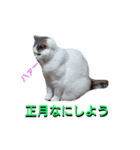 haku nyan04（個別スタンプ：33）