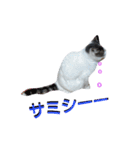 haku nyan04（個別スタンプ：34）