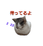haku nyan04（個別スタンプ：35）